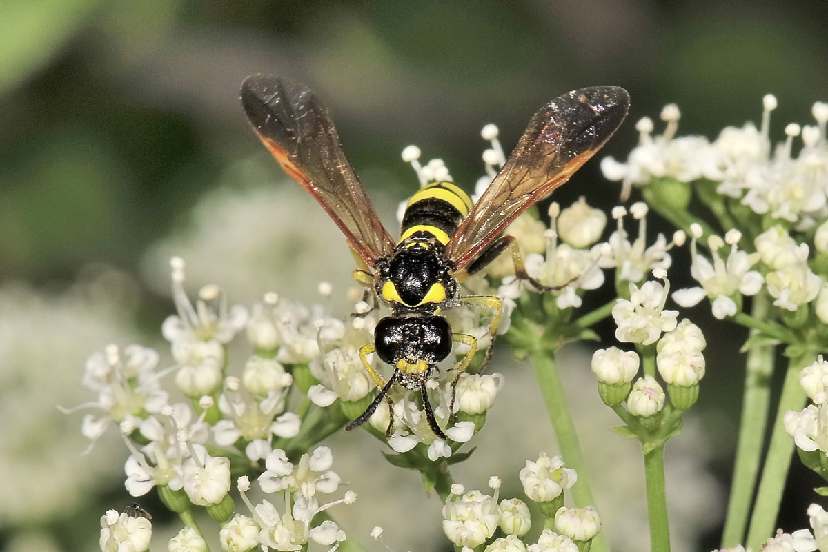 Tenthredinidae N 8: possibile Tenthredo marginella